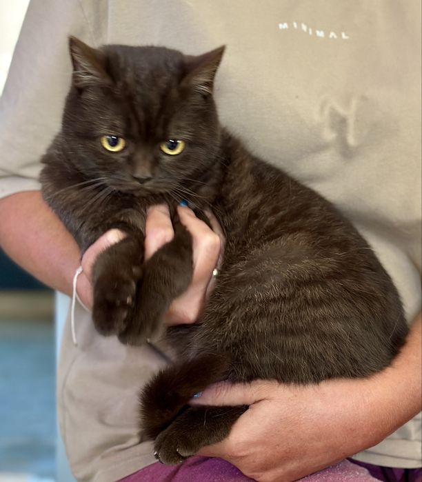 Kotka brytyjska czekoladowa FPL / FIFe