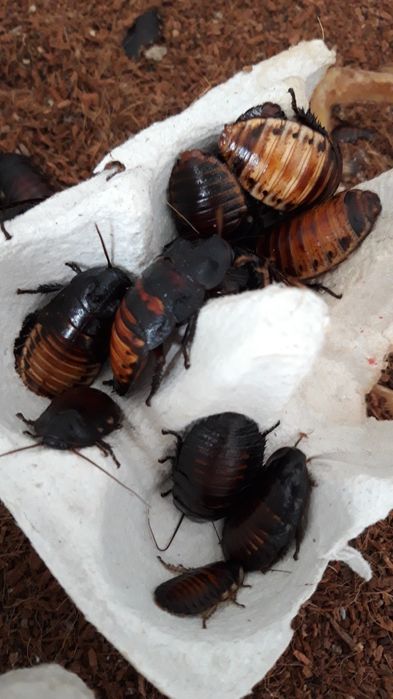 karaczan madagaskarski