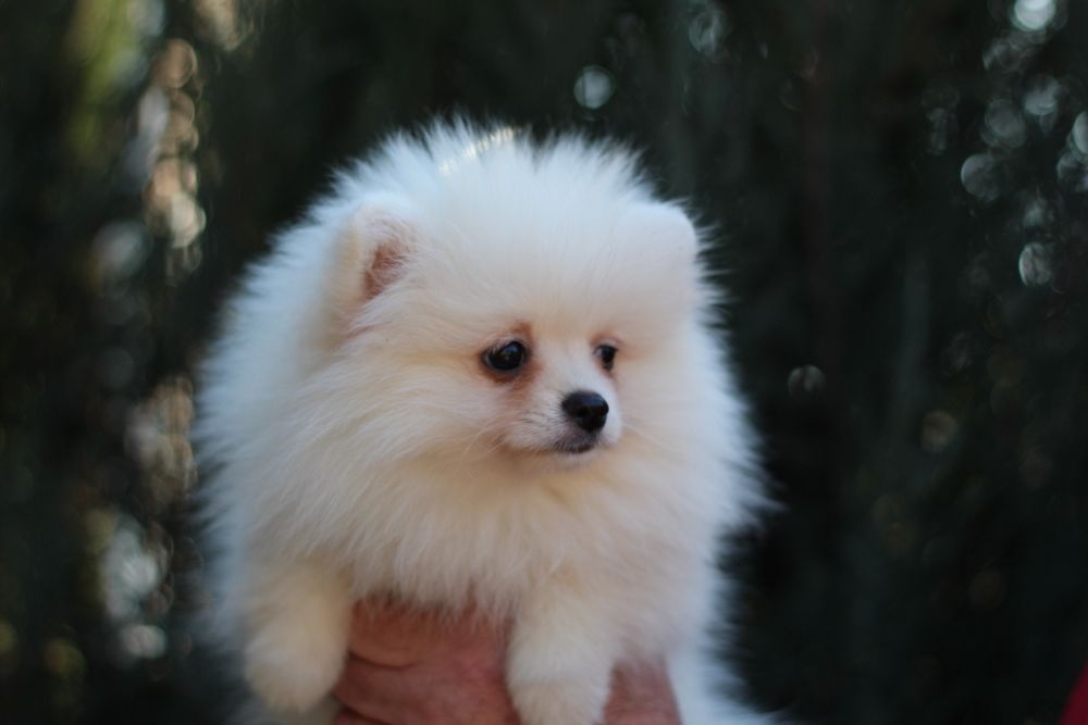 Беленькая куколка померанский шпиц