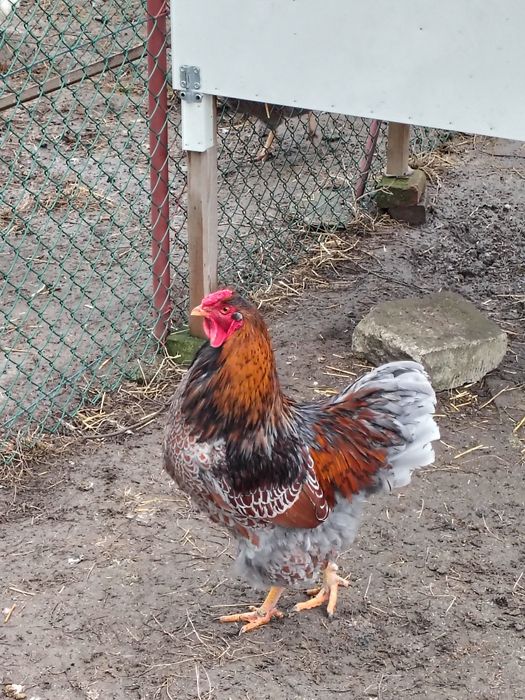 Koguty Wyandotty  70 zł