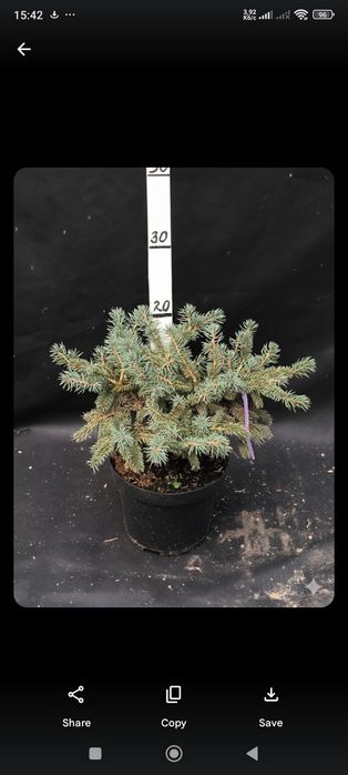 Продаж та догляд за рослинами