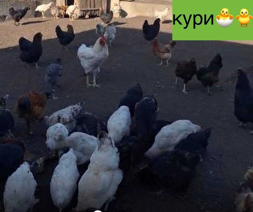 ПРОДАМ КУРЕЙ різної породи