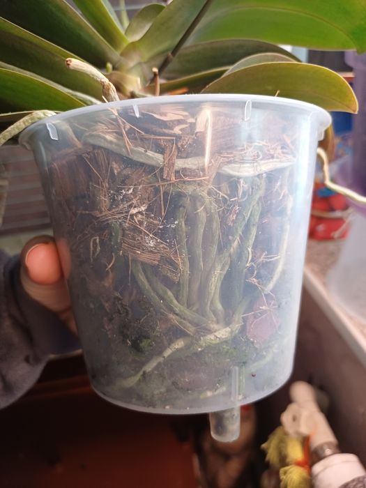 Орхидея ароматная