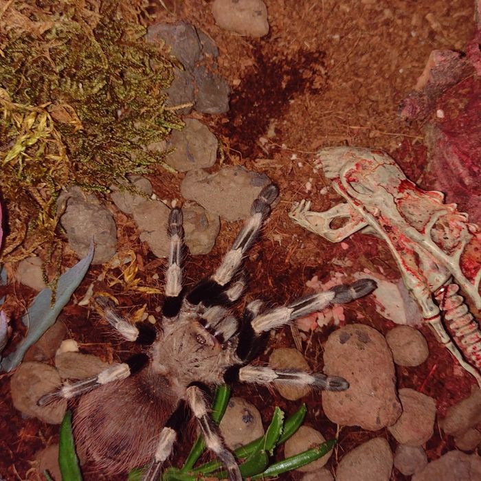 Pomoc w założeniu pierwszego terrarium i akwarium