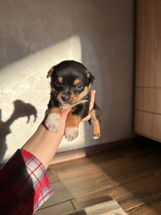 Щенята безкоштовно