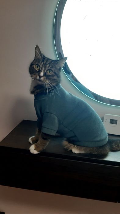 Светр для котика чи песика.
