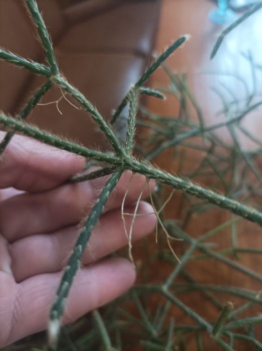 Рипсалис рипсалидопсис опушенноплодный