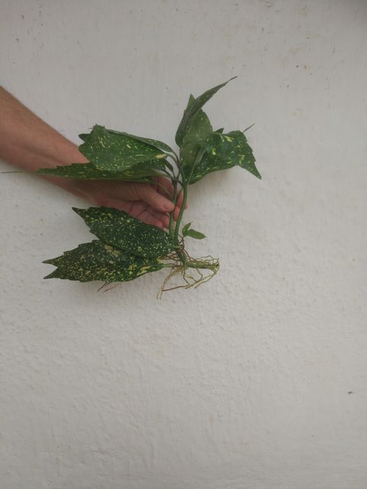 Аукуба оригінал - MIOMI