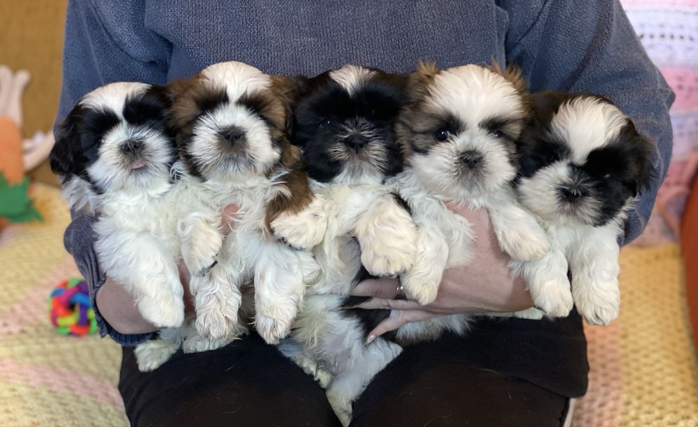 Цуценята ши тцу з документами КСУ