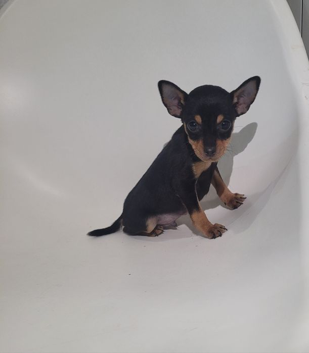 Cachorrinho Pinscher miniatura