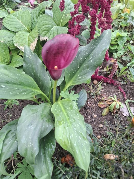 Kalia ogrodowa biała bordowe żółta