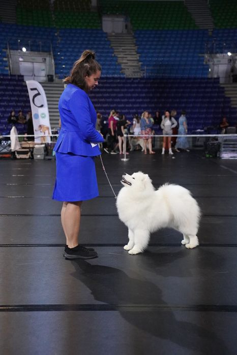 Samoyed suczka Zkwp/FCI odbiór luty 2026