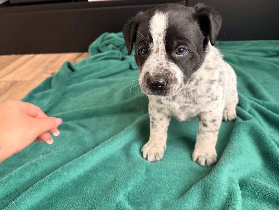 Rezerwacja wszystkich psiaków do weekendu- oddam cudowne szczeniaki