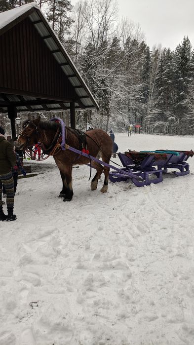 KULIGI ! OGNISKO ! zaprzeg konny !
