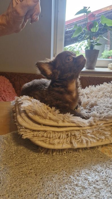 Chihuahua czekoladowy długo włosy piesek