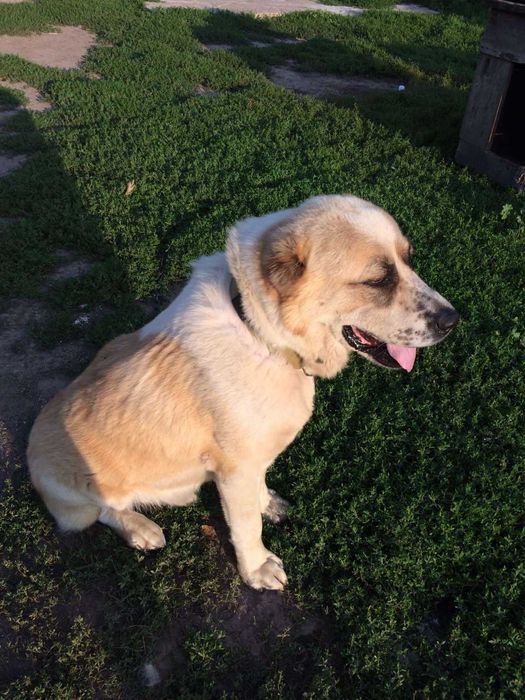 Красень Алабай шукає подружку