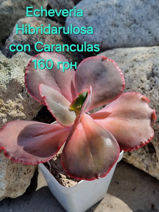 Сукуленти Echeveria Kalanchoe