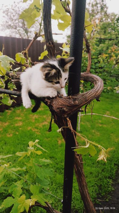 Віддам котиків в добрі руки