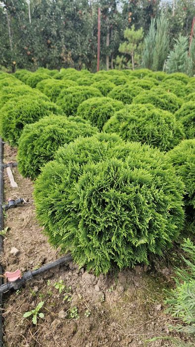 Tuja DANIKA,Thuja Occidentalis DANICA, średnica ok. 50 cm