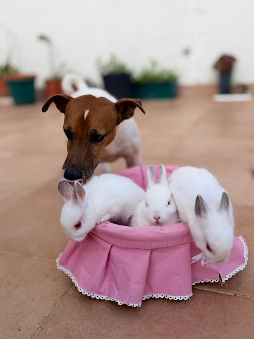 Coelhos anões brancos bebés