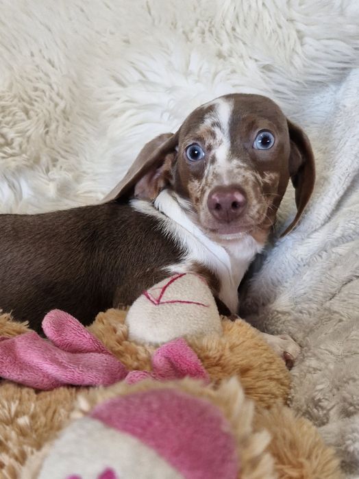 **CHELSEA **jamnik  króliczy/ miniatura  3,5 kg