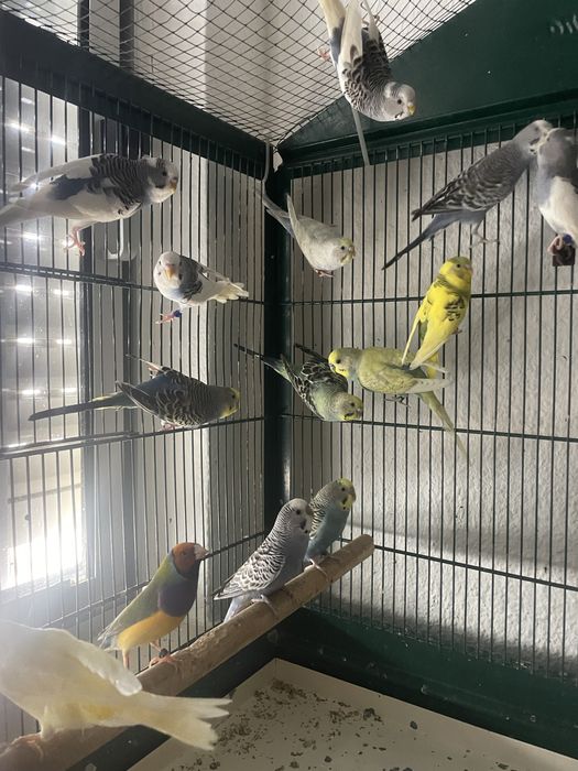 Periquito, canarios, diamante gould, diamante mandarins para venda