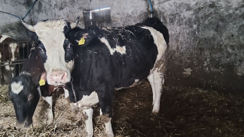 Sprzedam jałówkę 4miesiace cielną