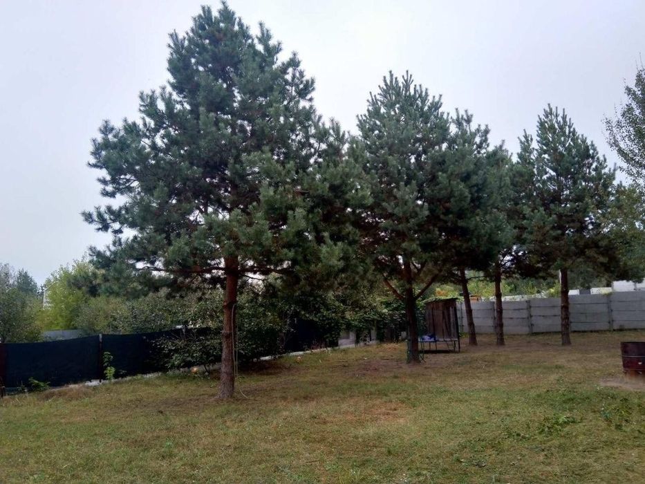 Продаж ділянки в 35 км від Києва в СТ "Стави" (с. Липовий Скиток)