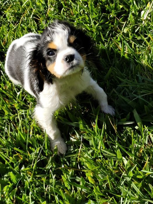 Cavalier King Charles Fêmea