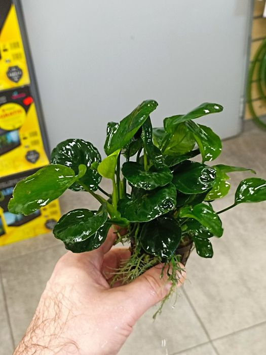 Anubias Barteri coin leaf (koszyk)