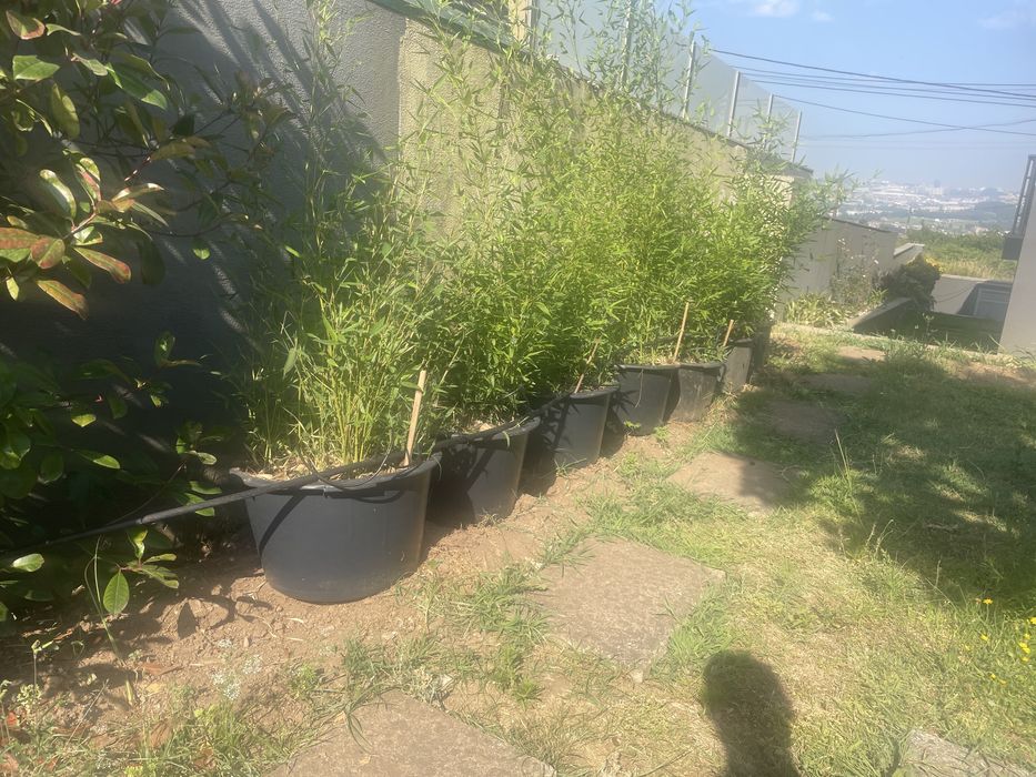 Vaso grande de bambu