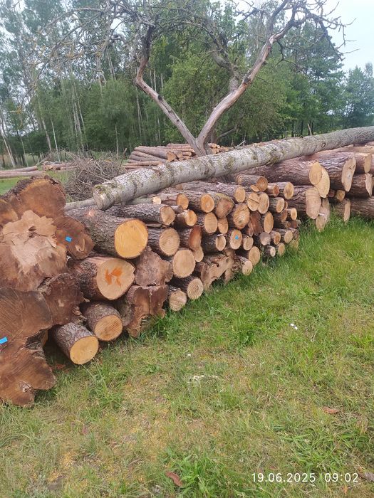 Drzewo , drewno opałowe, opał , drewno tartaczne,dłużyca.