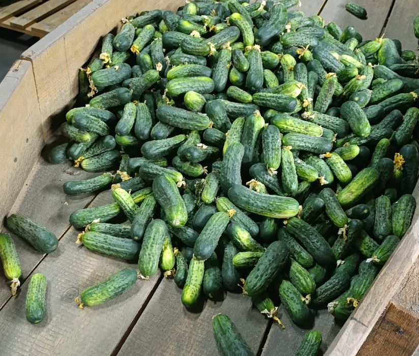 Ogórki gruntowe 20kg wysyłka małe ładne proste idealne na przetwory