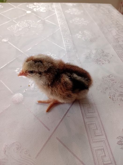 Циплята  несушки