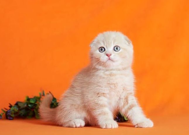 Вислоухие миленькие котята