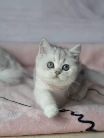 Маємо кошенят срібна шиншила