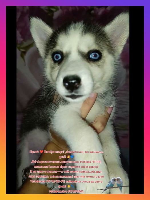 «Сибірські хасята блакитні очі