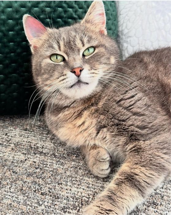 Кошечка в добрые руки бесплатно