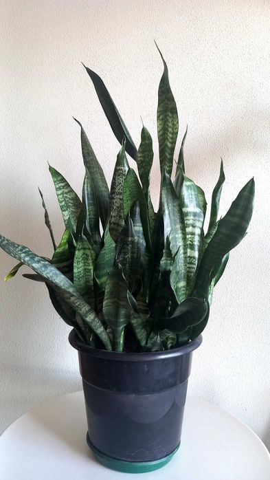 Vendo planta decorativa, Maia centro