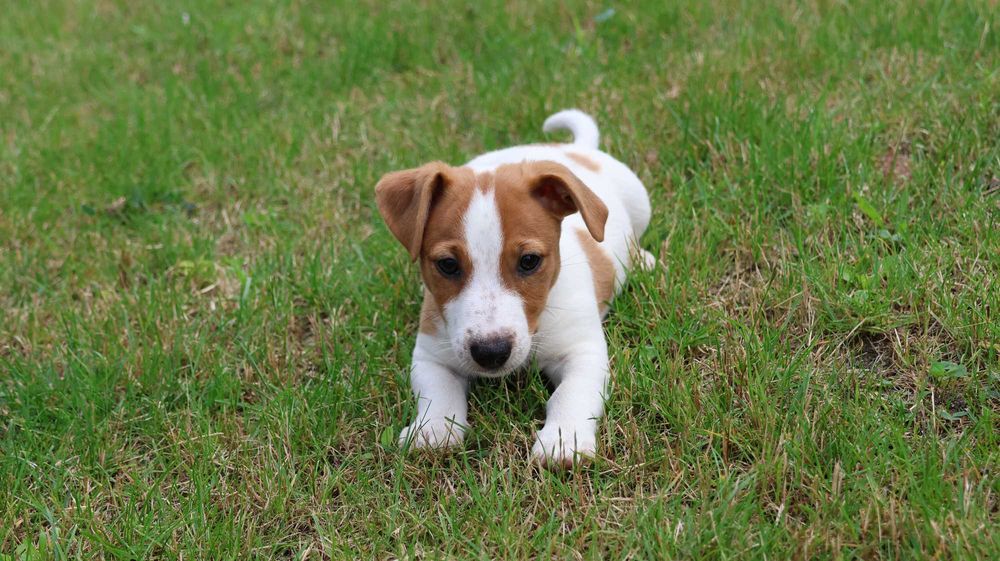 Piesek HARIBO Jack Russell Terrier z hodowli "BREFIO"-gotowy na nowy dom