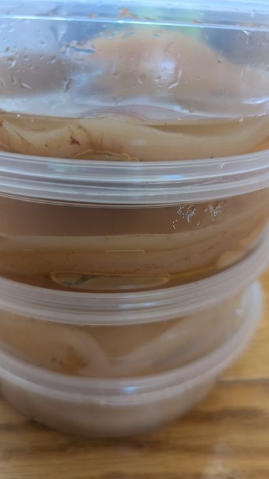 Камбуча, чайний гриб, scoby Ціна у разі оплати на карту