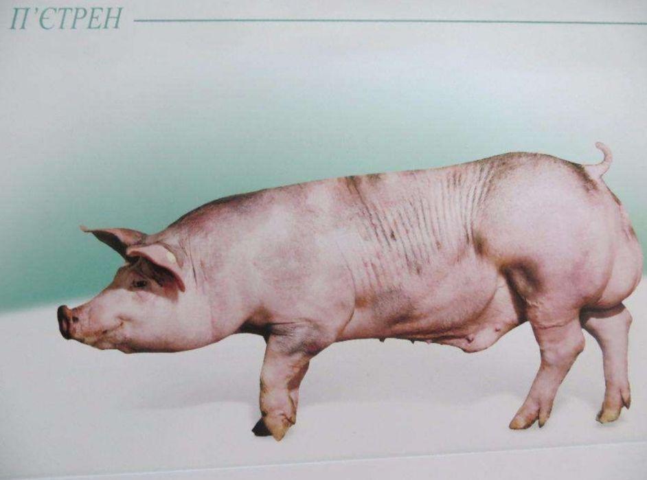 Сперма крупів. Запліднення свиноматок