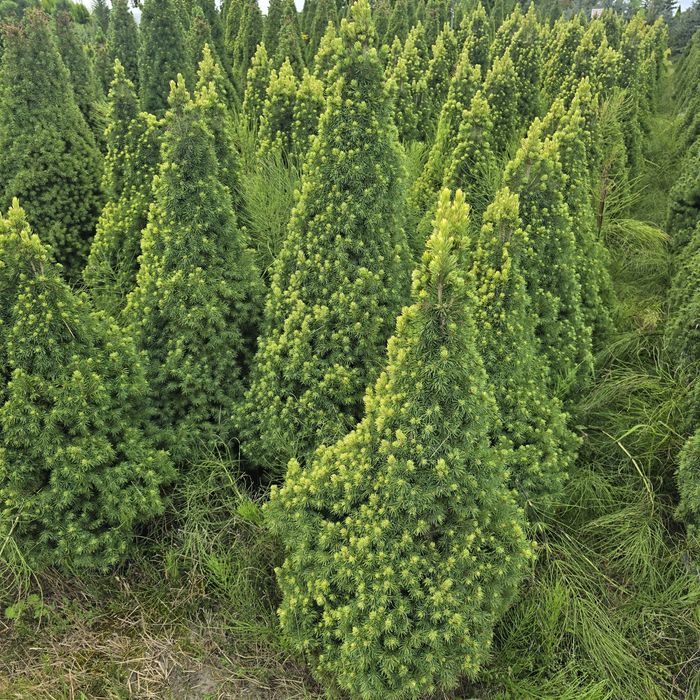 Świerk Conica 80-100 cm biały wyprzedaz