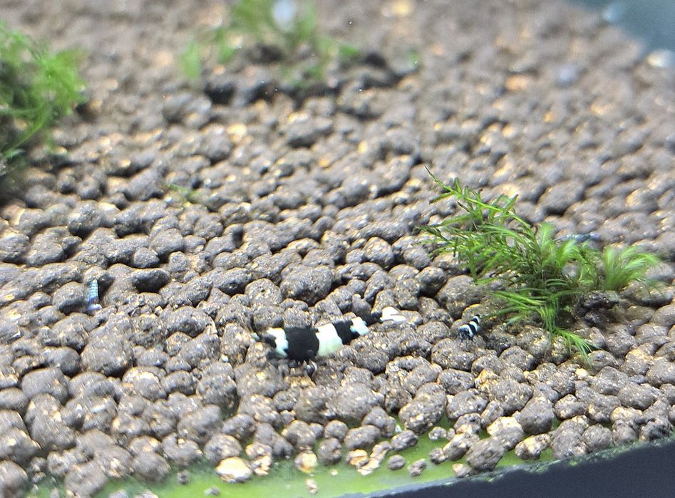 АКЦІЯ! Акваріумна креветка - власного розведення!