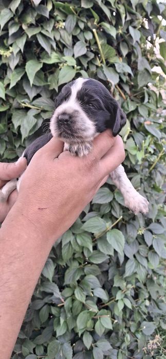 Cocker Spaniel Angielski