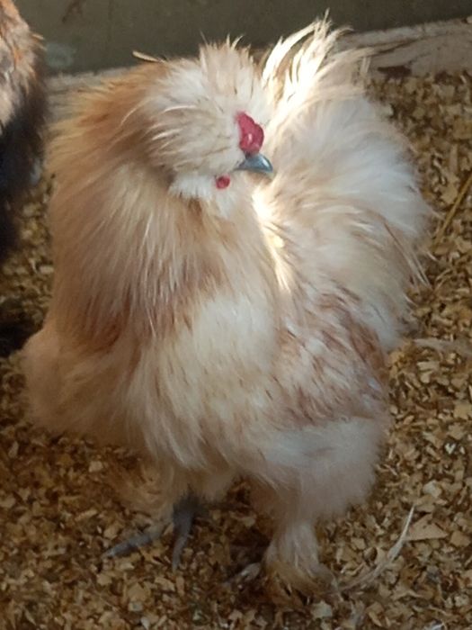 Sprzedam Koguty silki