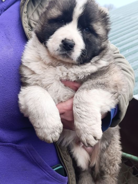 Цуценята породи азіат