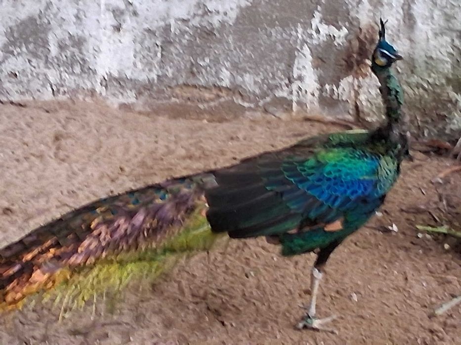 Pavões muticus Imperator