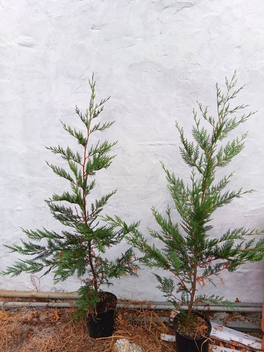 Vendo cupressus leylandii
