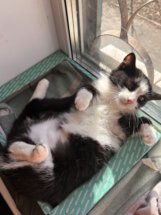 Кошенята шукають сімʼю